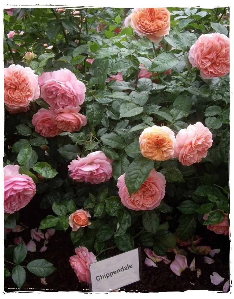 Chippendale róża wielkokwiatowa